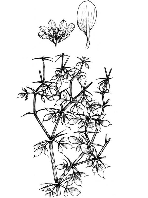 Fagonia glutinosa
