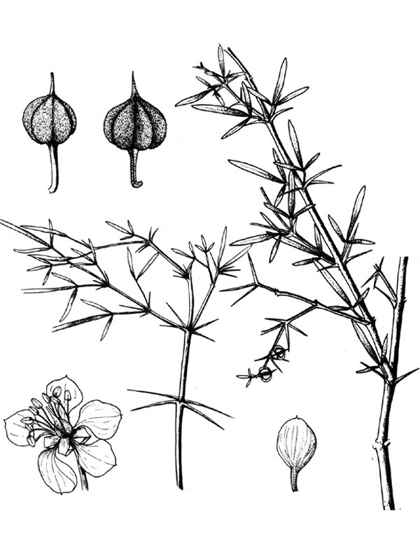 Fagonia indica