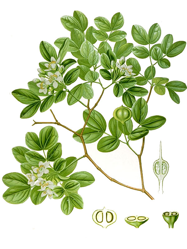 Guaiacum officinale