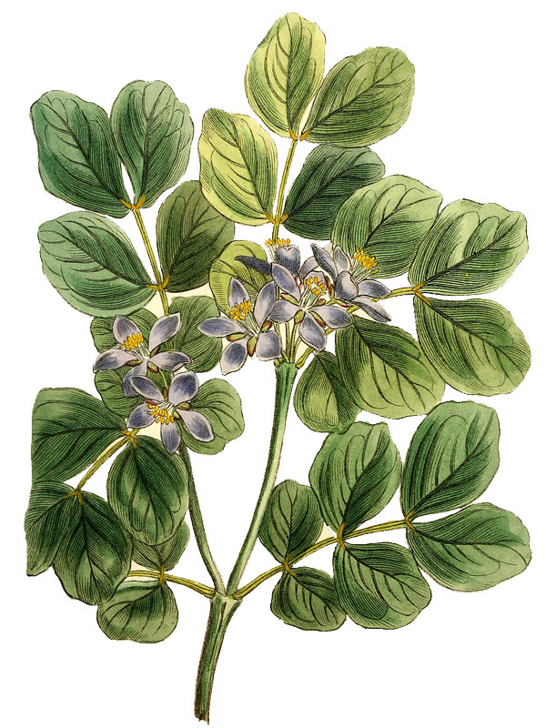 Guaiacum officinale