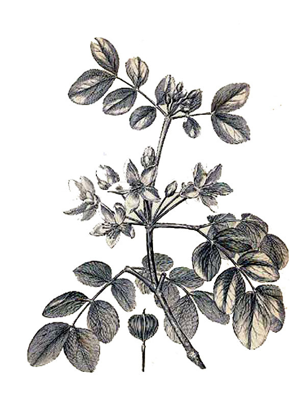 Guaiacum officinale