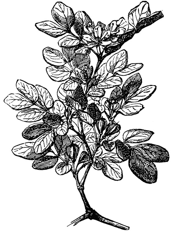 Guaiacum sanctum