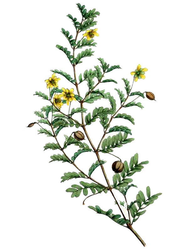 Pintoa chilensis