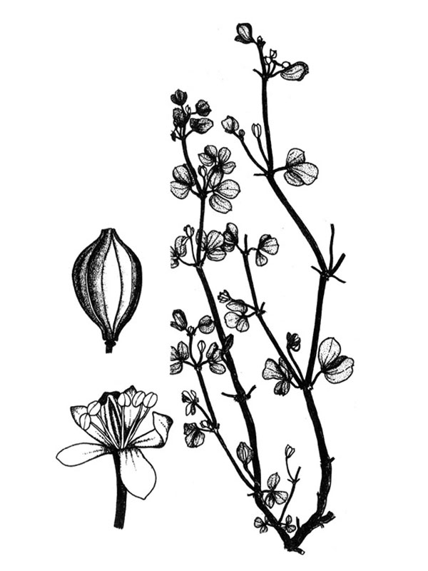 Seetzenia lanata