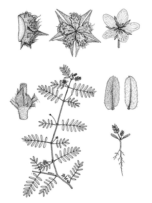 Tribulus cistoides