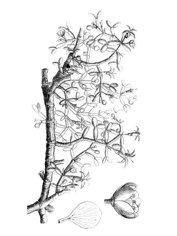 Zygophyllum cornutum