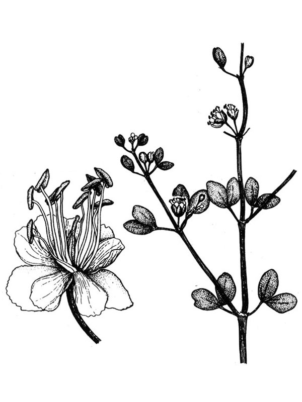 Zygophyllum fabago