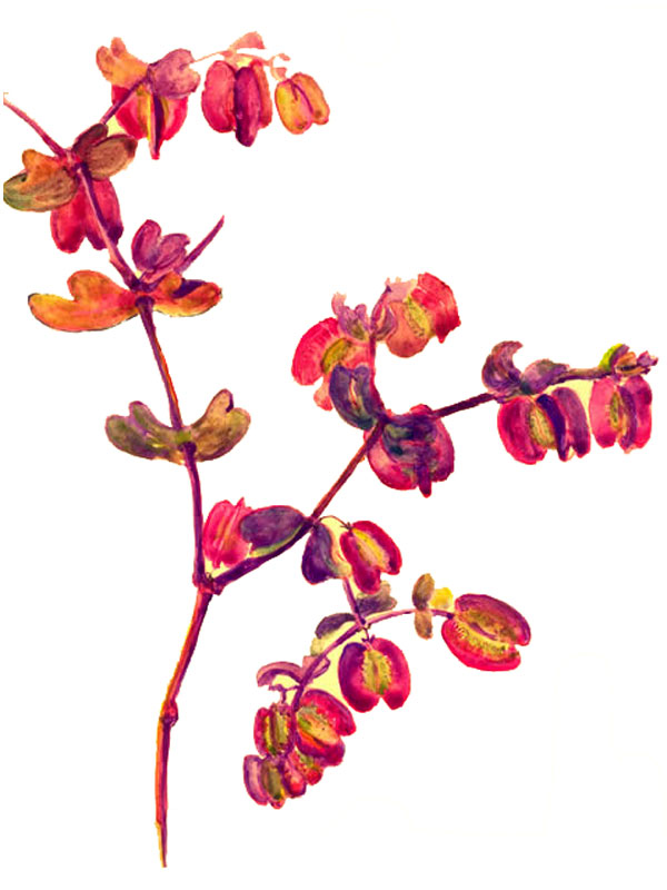 Zygophyllum howittii