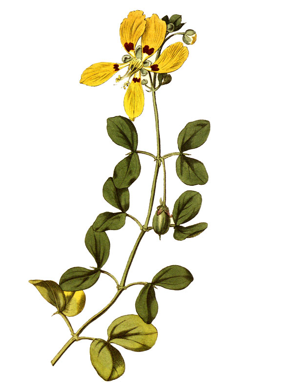 Zygophyllum insuave
