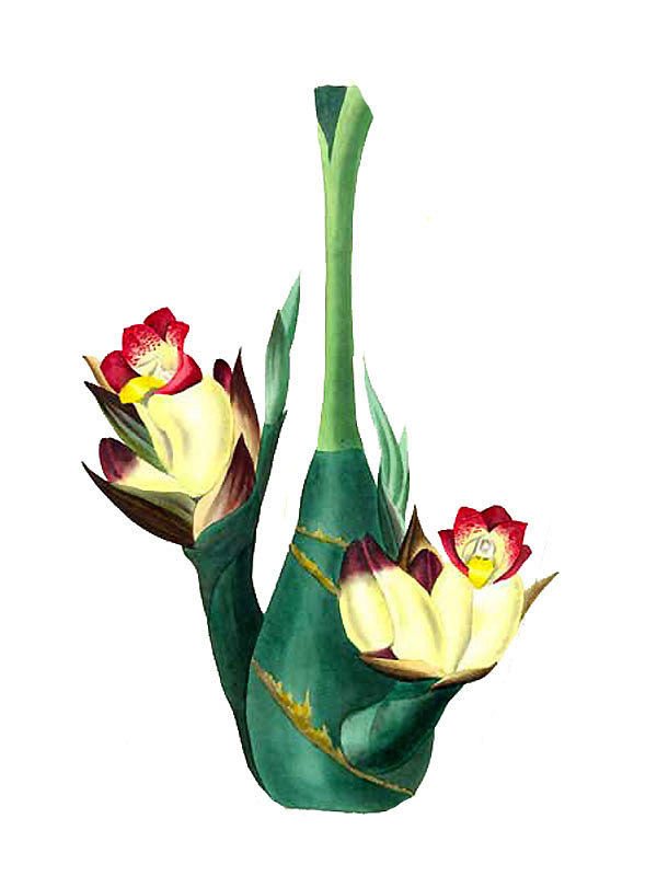 Acanthephippium bicolor