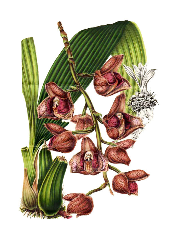 Acineta humboldtii
