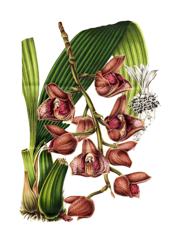 Acineta superba