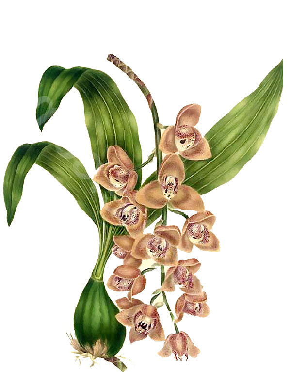 Acineta superba