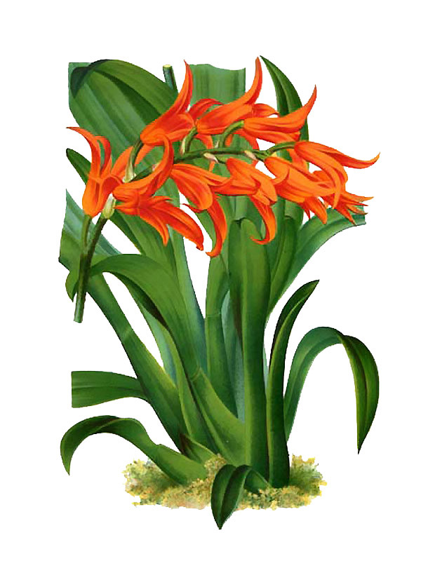 Ada aurantiaca