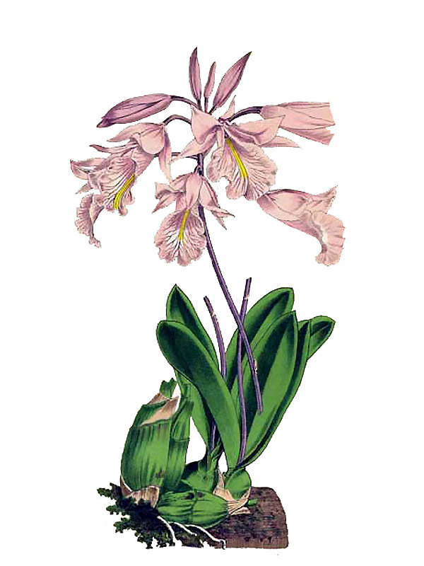 Broughtonia lilacina