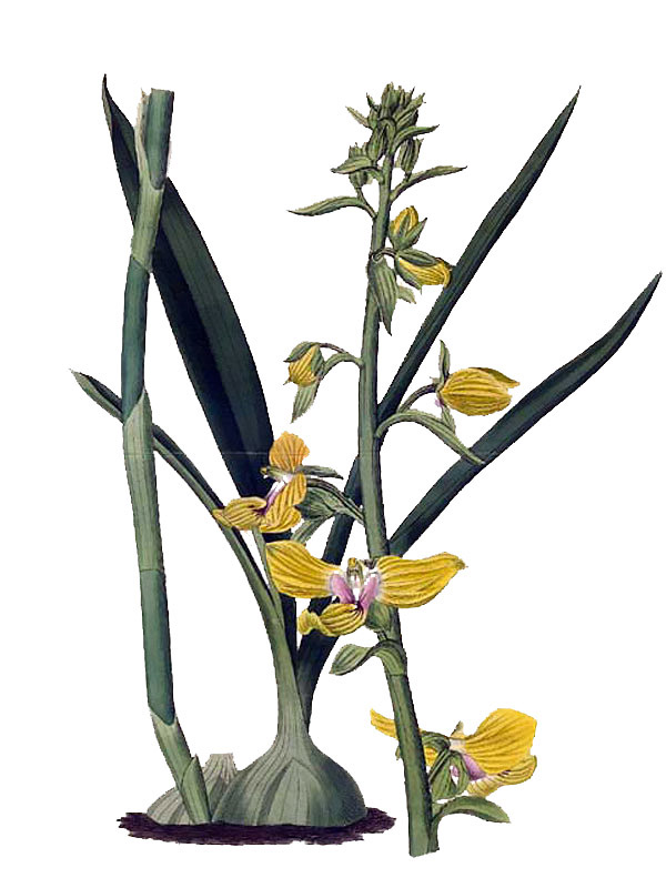 Calanthe veratrifolia