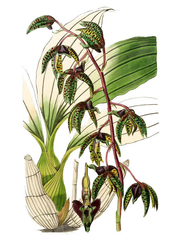 Catasetum deltoideum