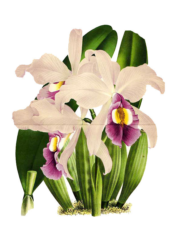 Cattleya warscewiczii