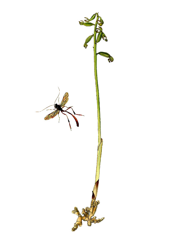 Corallorhiza trifida