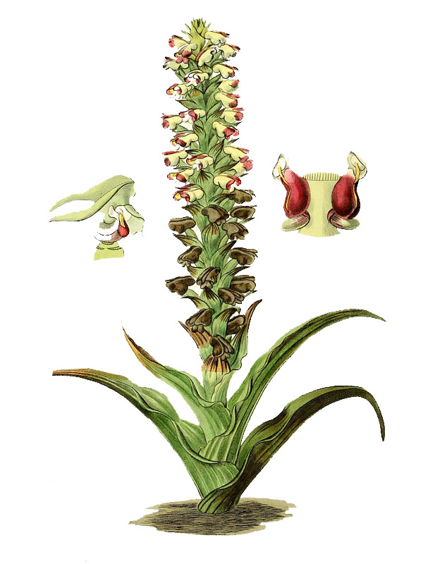 Corycium orobanchoides