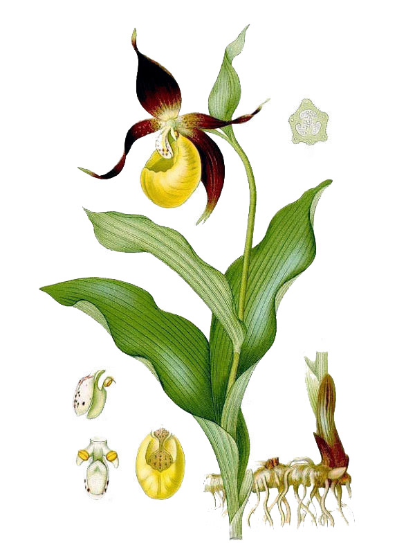 Cypripedium calceolus