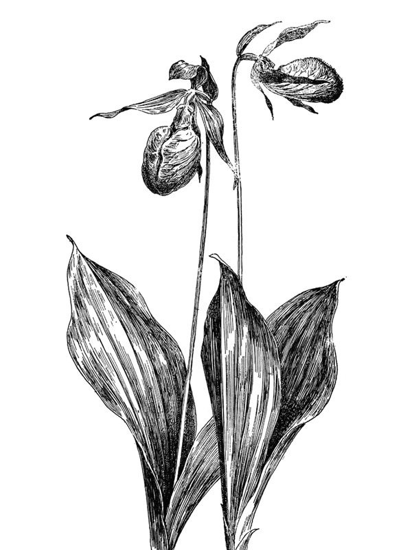 Cypripedium acaule