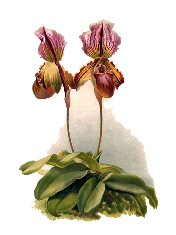 Cypripedium nobile