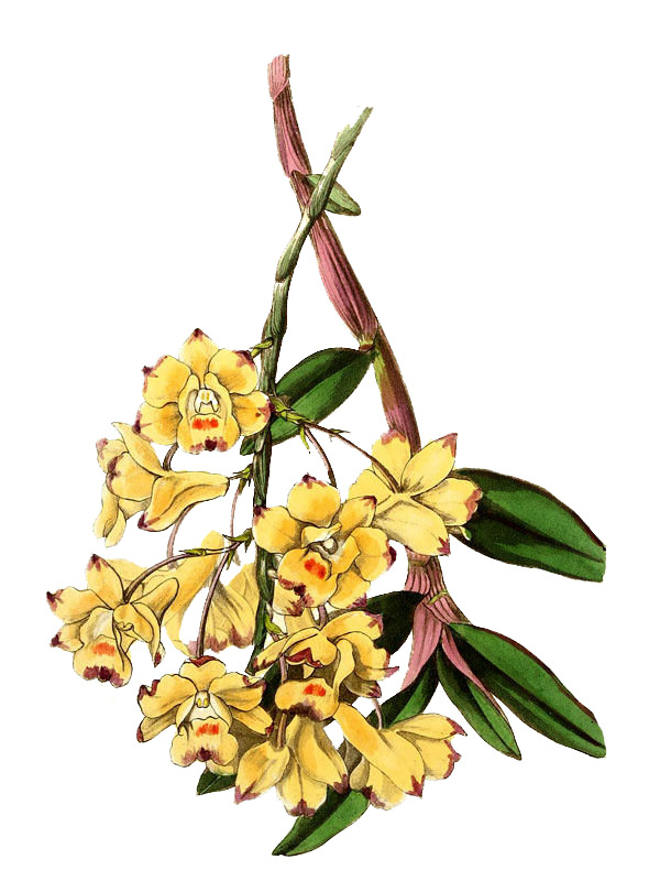 Dendrobium sanguinolentum