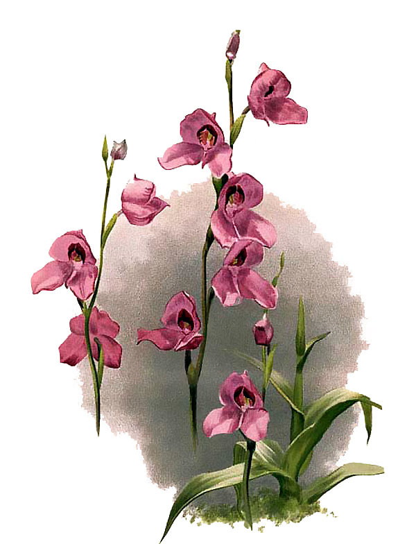 Disa racemosa