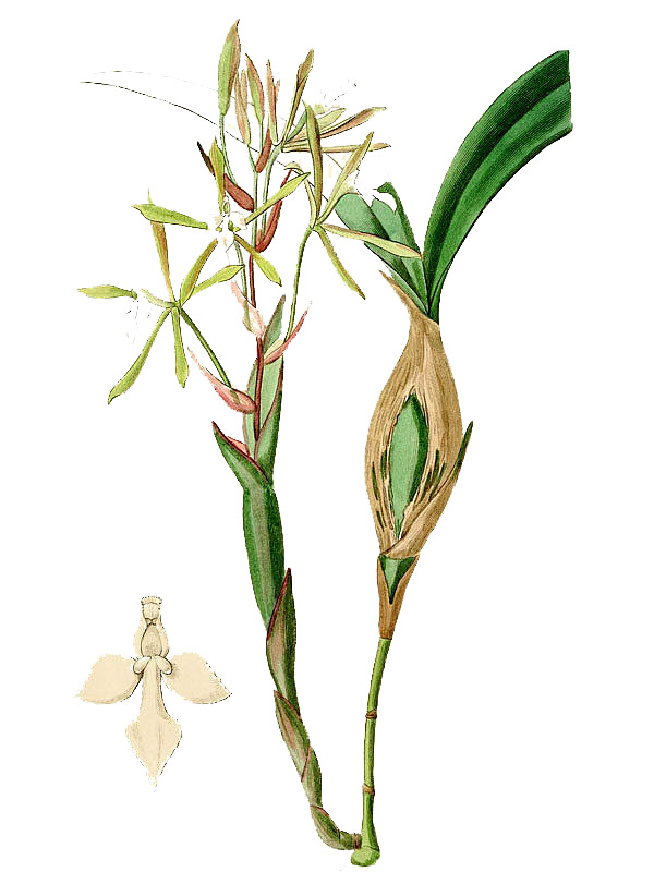 Epidendrum clavatum