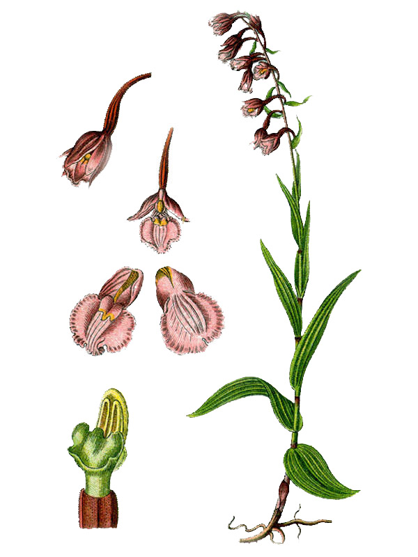 Epipactis palustris