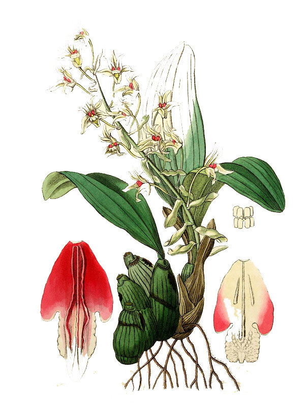 Eria bractescens