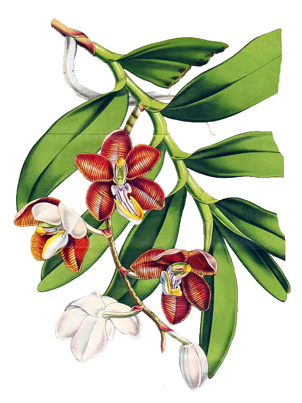Esmeralda cathcartii