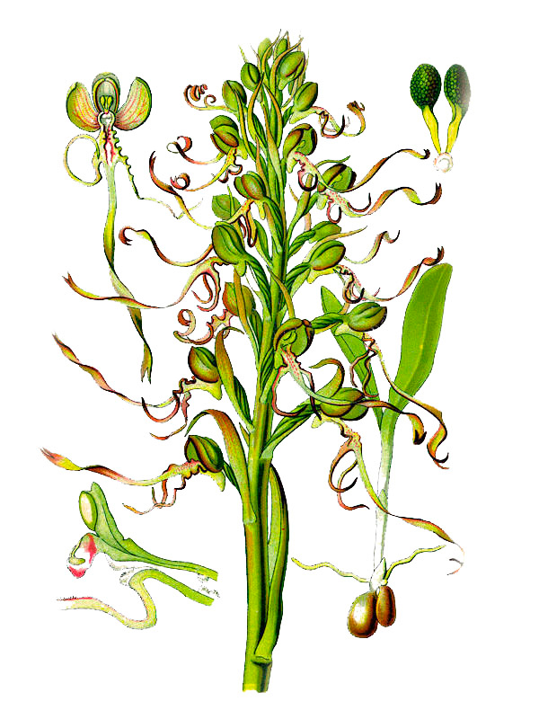 Himanthoglossum hircinum