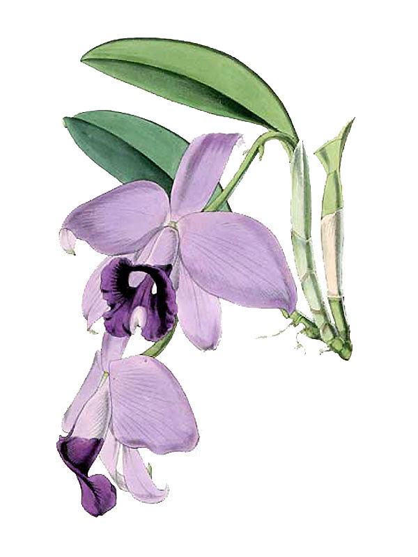 Laelia praestans