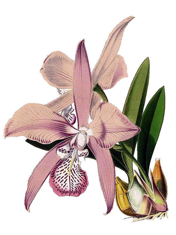 Laelia speciosa
