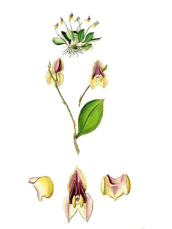 Lepanthes tridentata