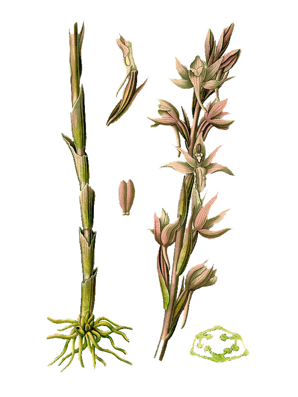 Limodorum abortivum