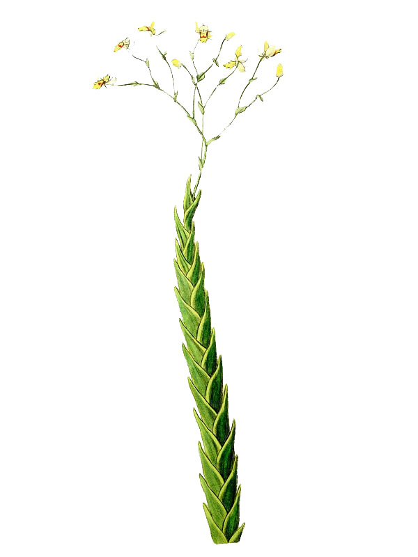 Lockhartia acuta