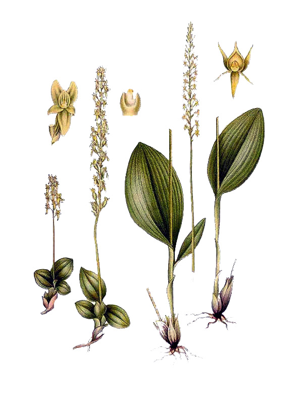 Malaxis paludosa