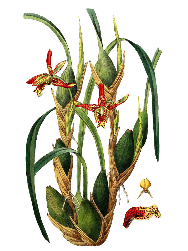 Maxillaria tenuifolia