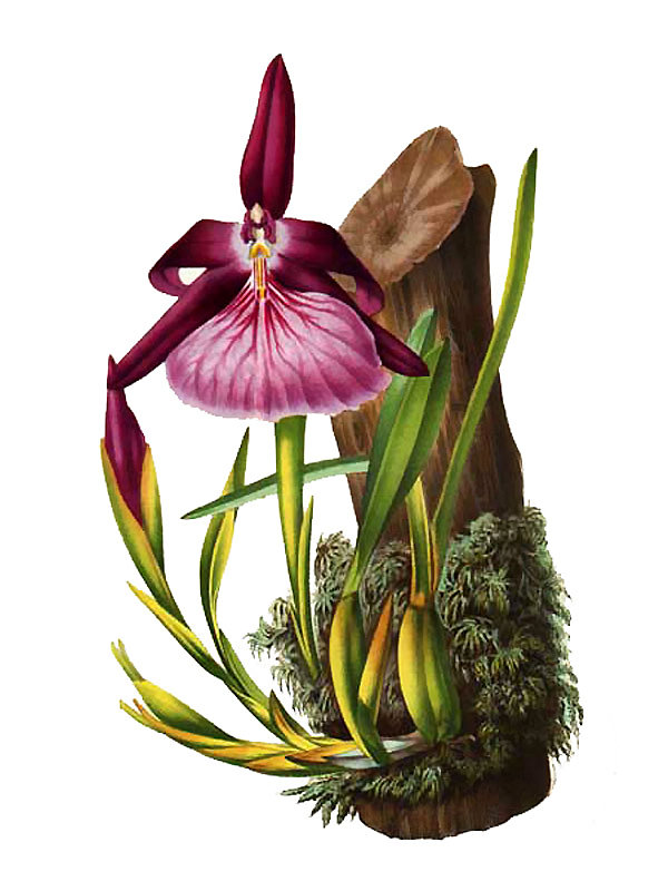 Miltonia moreliana