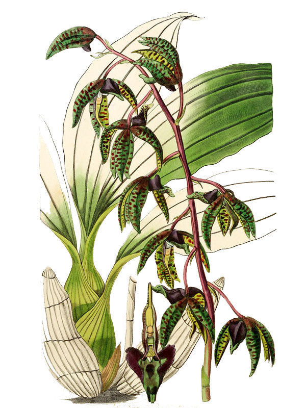 Myanthus deltoideum