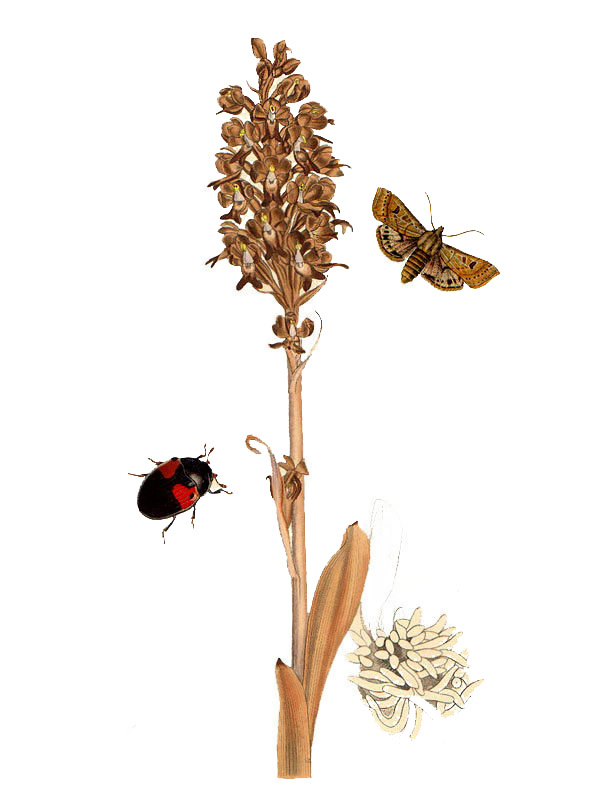Neotia nidus-avis