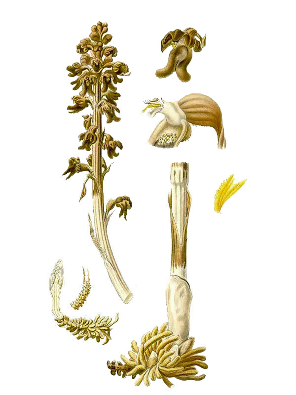 Neotia nidus-avis