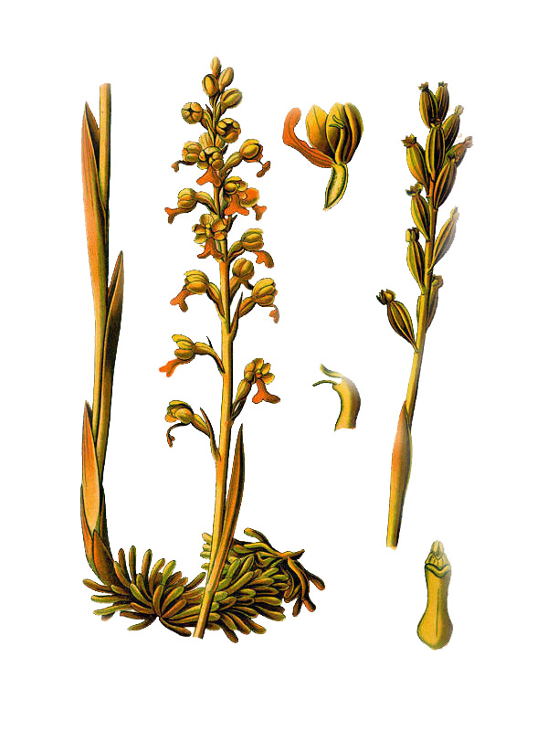 Neotia nidus-avis
