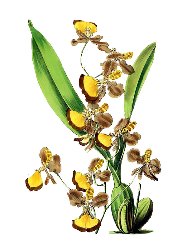 Oncidium praetextum