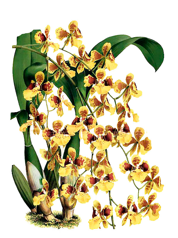 Oncidium sarcodes