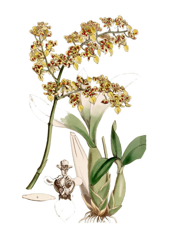 Oncidium venustum