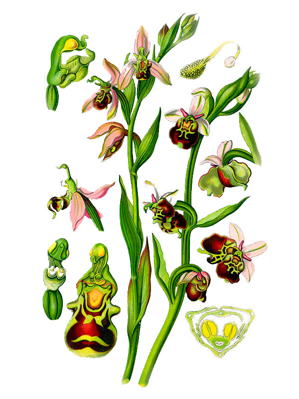 Ophrys apifera